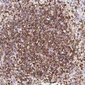 CD45