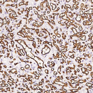 CD34