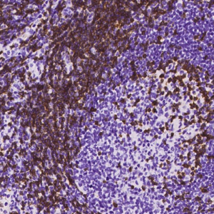 CD3